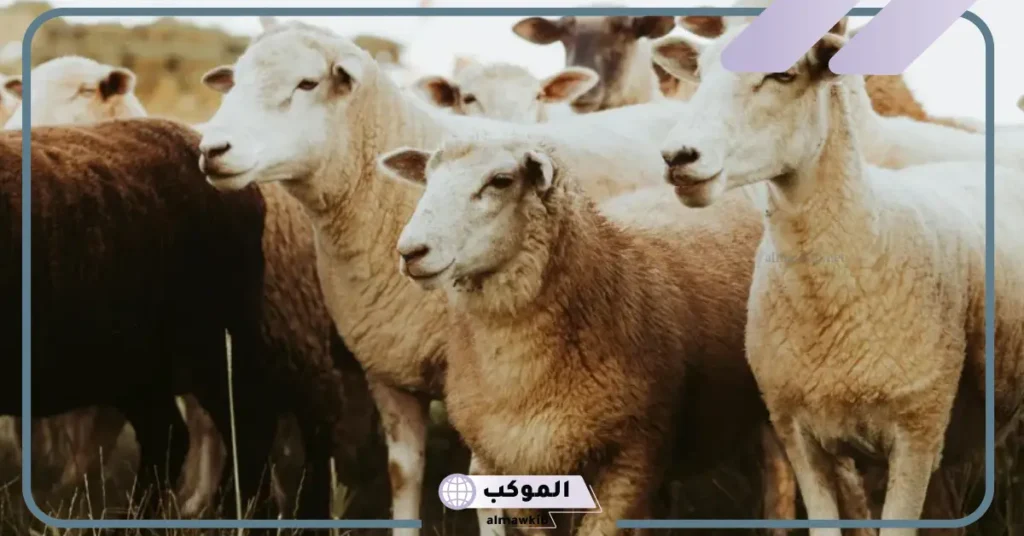 تفسير حلم الغنم البيضاء للعزباء