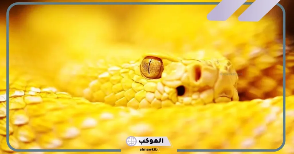 رمز رؤية الحية الصفراء في المنام للمرأة المتزوجة والعزباء لابن سيرين 5 تفسير حلم الأفعى الصفراء وقتلها للعزباء