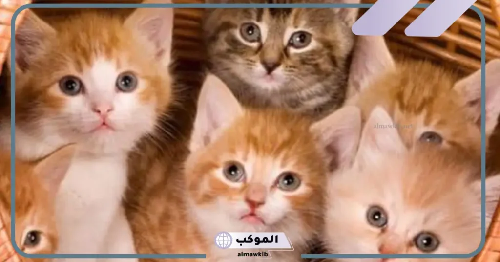 تفسير حلم القطط الصغيرة الملونة للعزباء