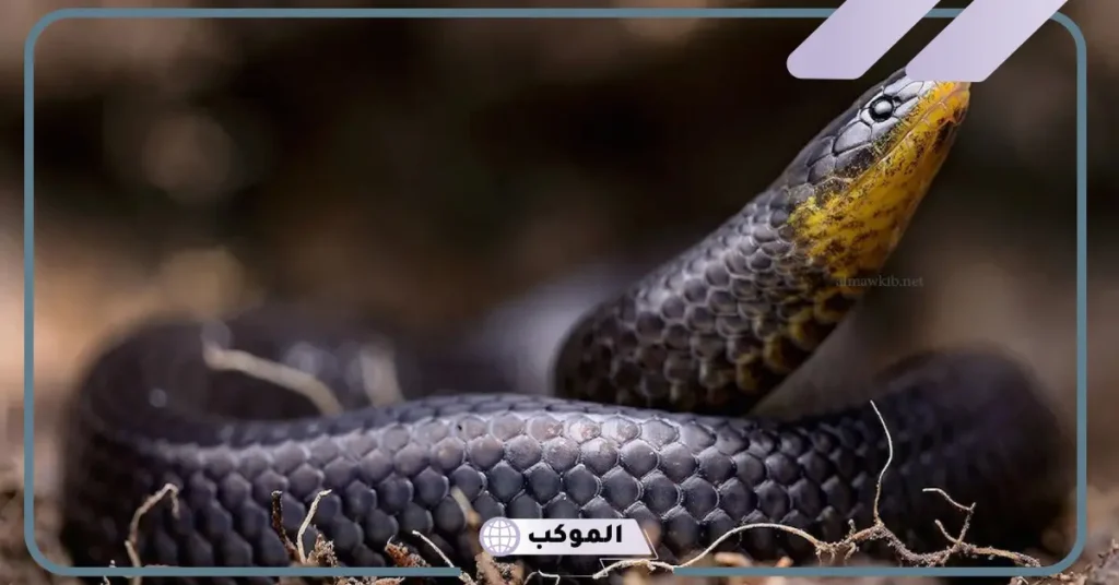 تفسير حلم ثعبان أسود في المنام يحاول لدغي لابن سيرين 5 رؤية الثعبان الأسود في المنام للعزباء