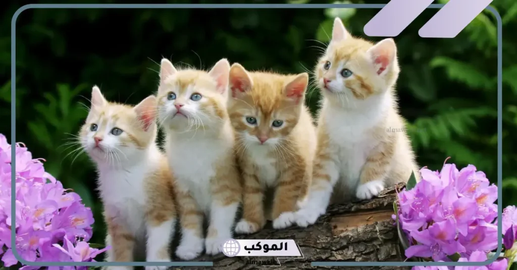 تفسير رؤية اللعب مع القطط في المنام للعزباء