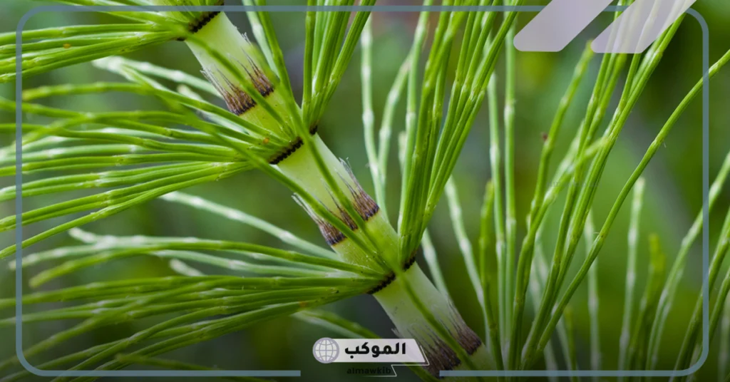 تعريف النباتات الوعائية 