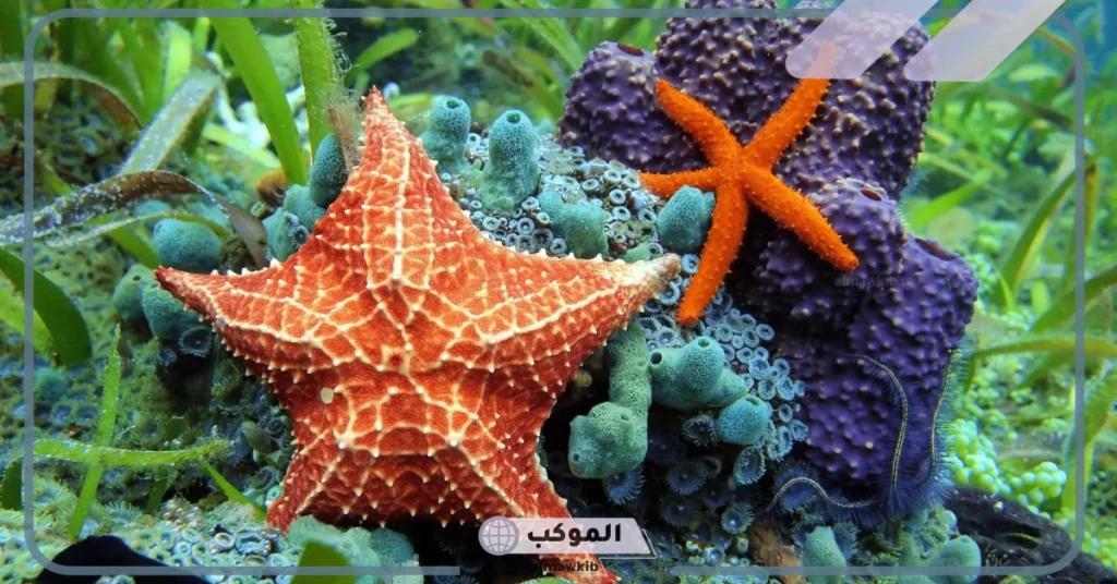 الحيوان الذي يشبه النجم في شكله هو؟ 6 أصل الحيوان البحري بما يناسبه