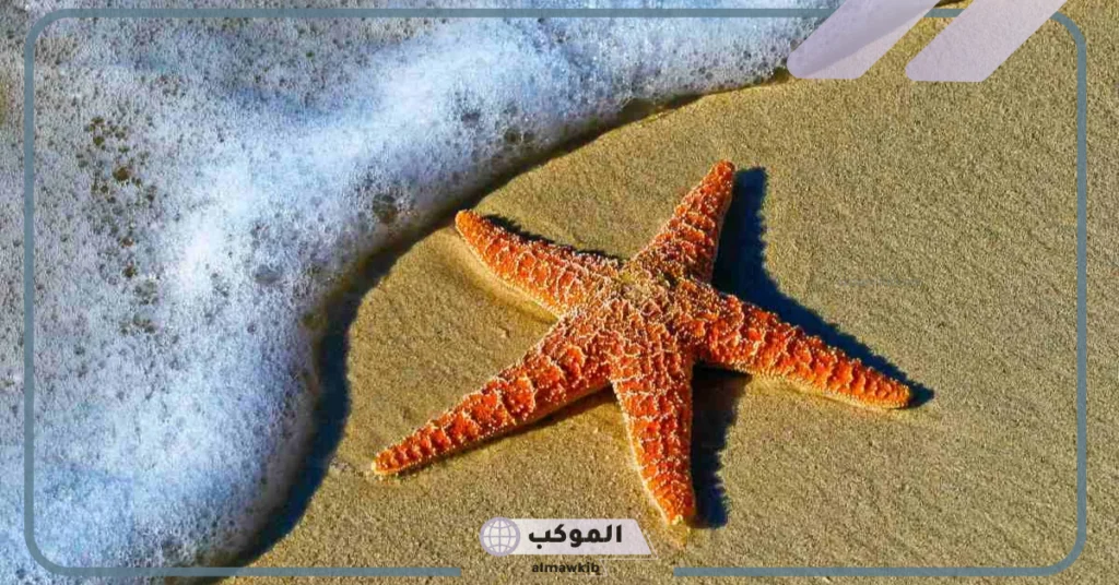 الحيوان الذي يشبه النجم في شكله هو؟ 5 التصنيف العلمي لنجم البحر