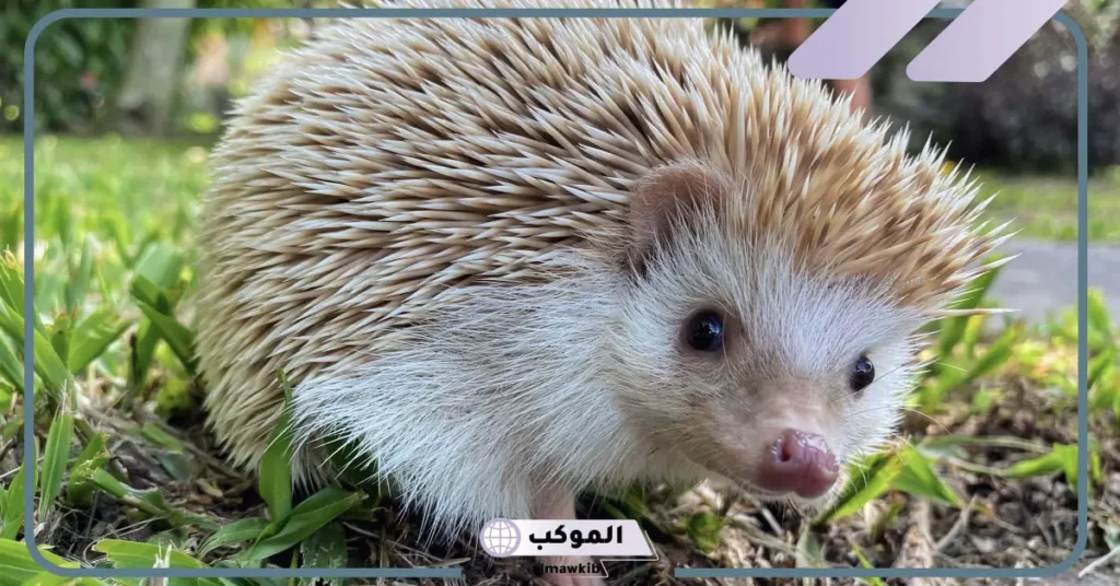 كيف تساعد اشواك القنفذ على البقاء؟ أنواع القنافذ 5 أنواع القنفذ